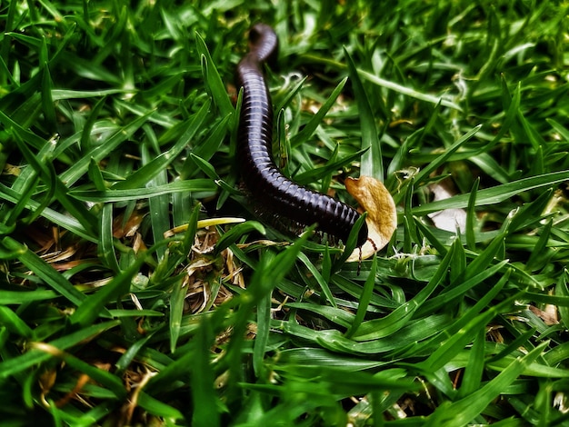 Photo close-up of a lizard on field