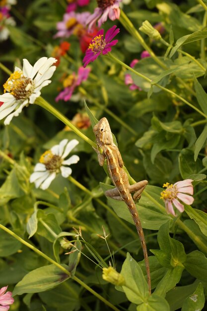 Close-up of lizard on flower