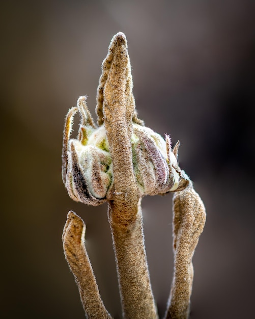 花の上のトカゲのクローズアップ