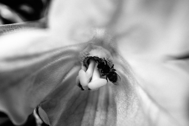 Close-up of lizard on flower