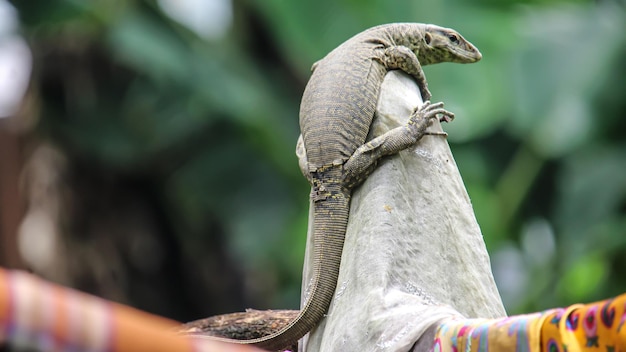 Photo close up lizard from wood front view and back view on tree in the house pattern background beautifu