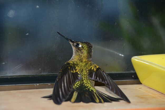 Photo close-up of lizard on glass window