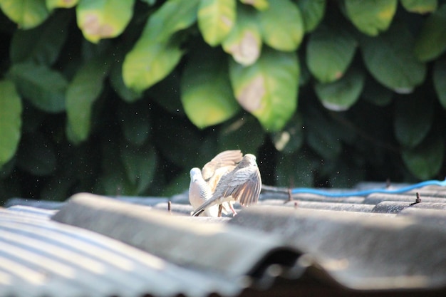 Photo close-up of lizard on glass