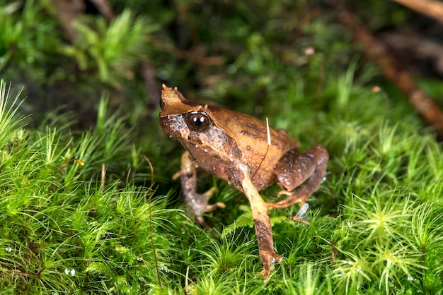 Prossimo piano di una lucertola sull'erba