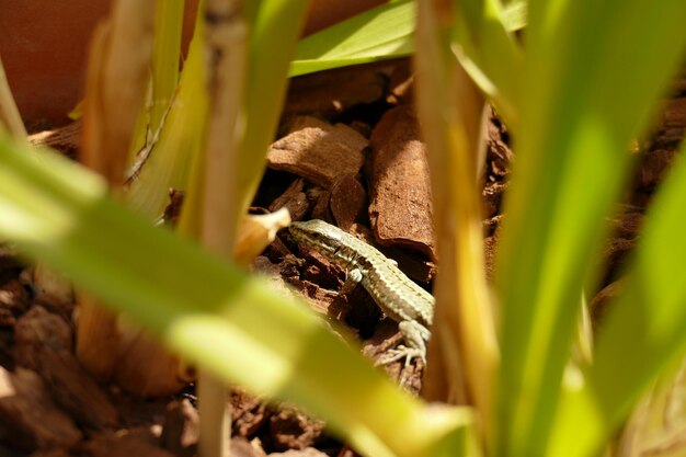 Photo close-up of lizard on grass