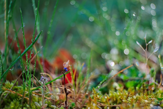 Photo close-up of a lizard on grass