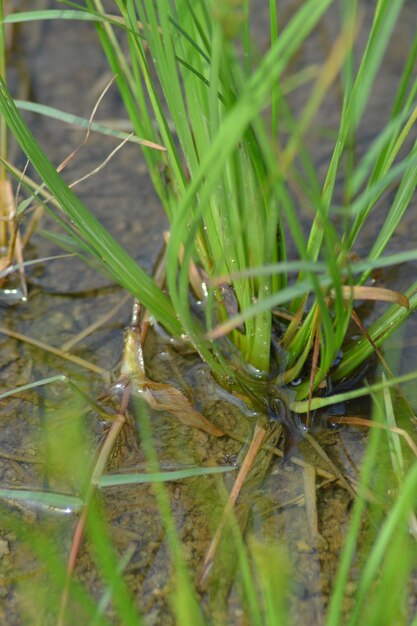 Close-up of lizard on grass