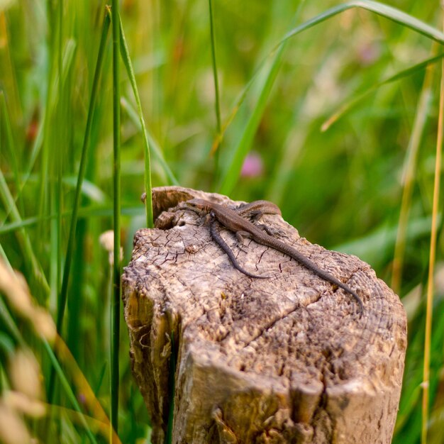 Foto close-up di una lucertola sull'erba