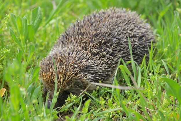 Foto prossimo piano di una lucertola sull'erba