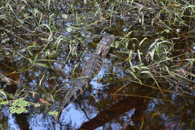 Photo close-up of lizard on grass