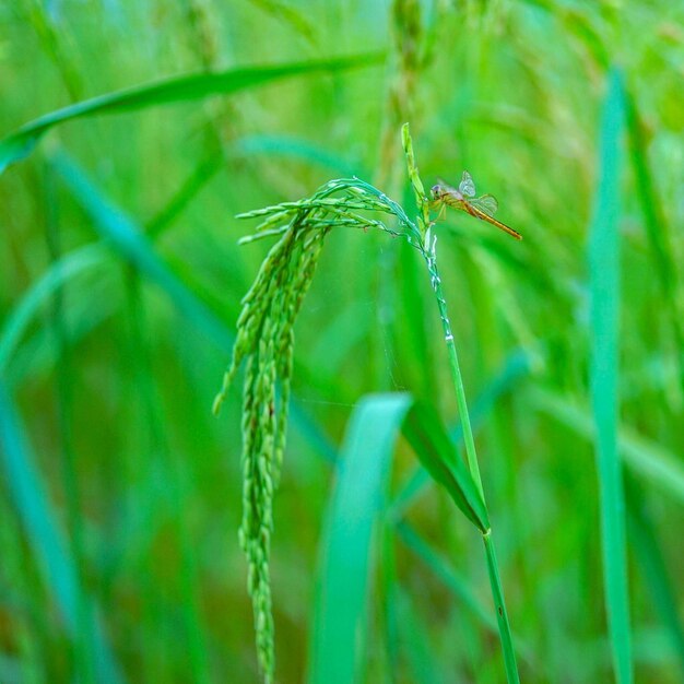 Close-up of lizard on grass