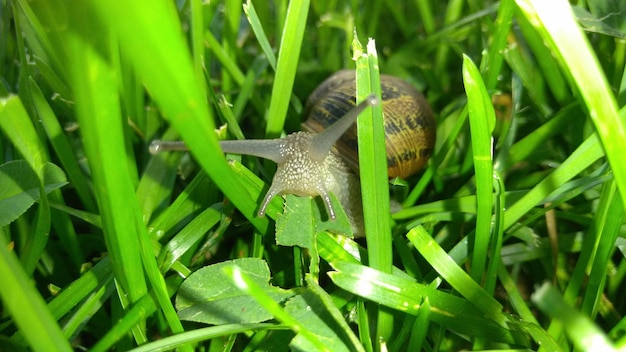 草の上にあるトカゲのクローズアップ