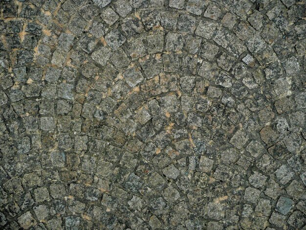 Photo close-up of a lizard on ground