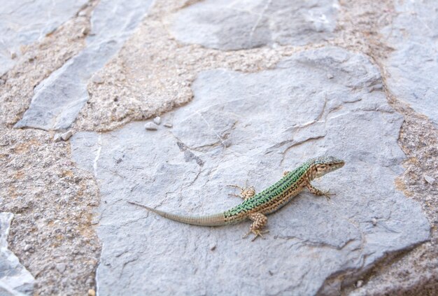 Foto prossimo piano di una lucertola a terra