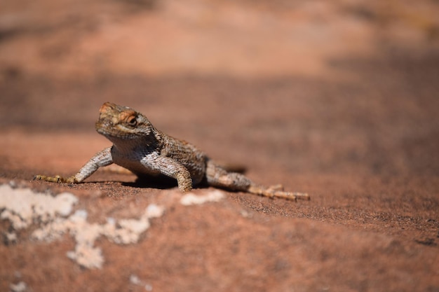 close-up of lizard on ground