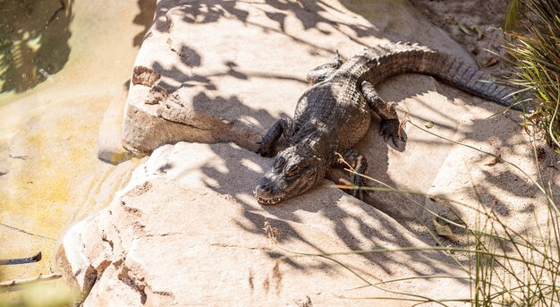 Close-up of lizard on ground