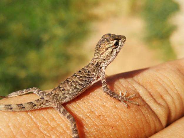 Photo close-up of a lizard on a hand
