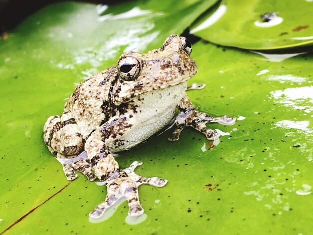 Foto prossimo piano di una lucertola sul lago