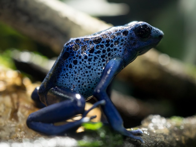 Photo close-up of lizard on land