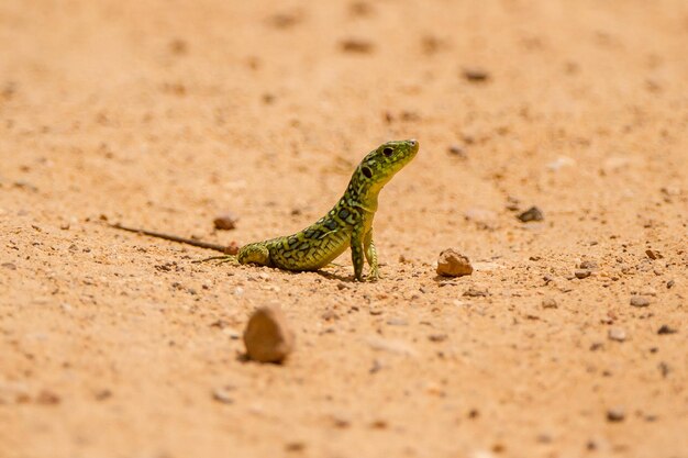 Close-up of lizard on land