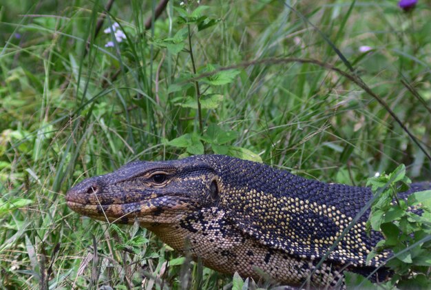 Close-up of lizard on land