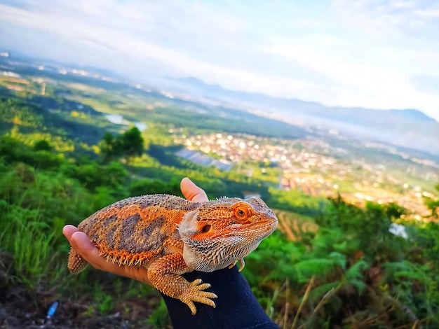 Close-up of a lizard on land