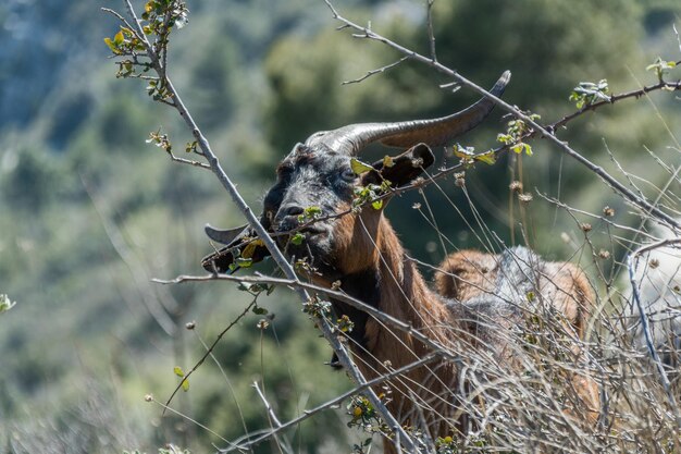 Foto prossimo piano di una lucertola su una terraferma