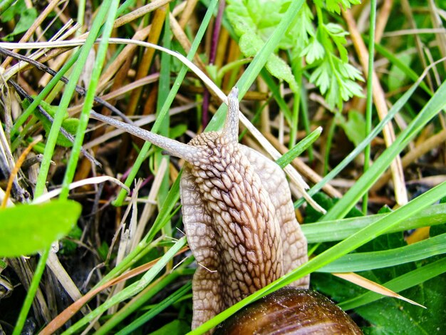 Close-up of lizard on land