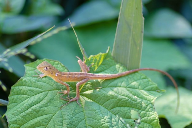 Photo close-up of lizard on leaf