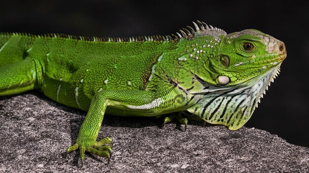 Photo close-up of lizard on leaf