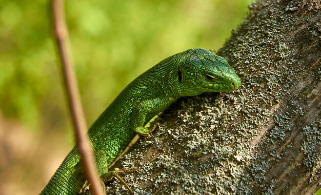 Photo close-up of lizard on leaf