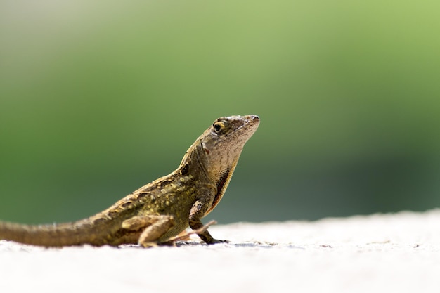 close-up of lizard on leaf