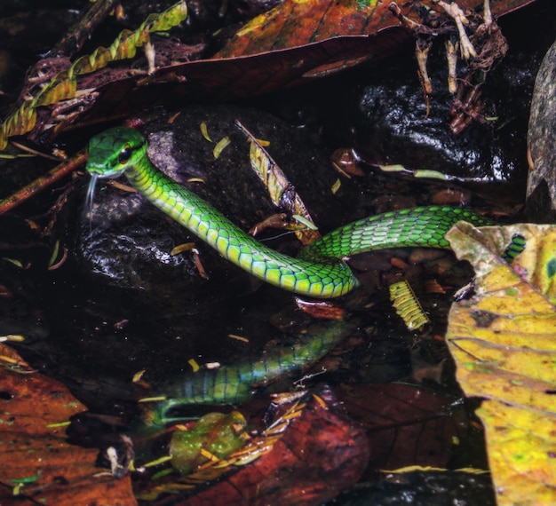 Photo close-up of a lizard on leaf