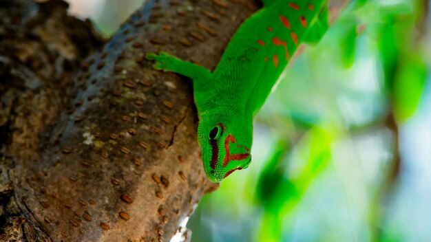 Photo close-up of a lizard on leaf