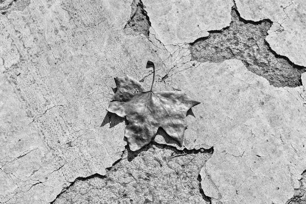 Photo close-up of lizard on leaf