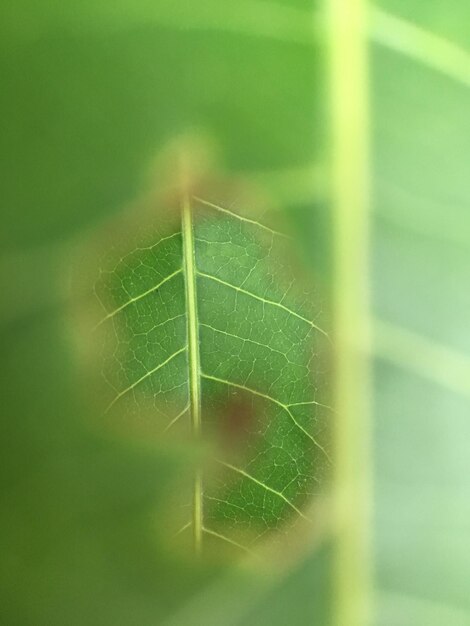 Close-up of lizard on leaf