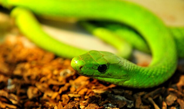 Photo close-up of a lizard on leaf