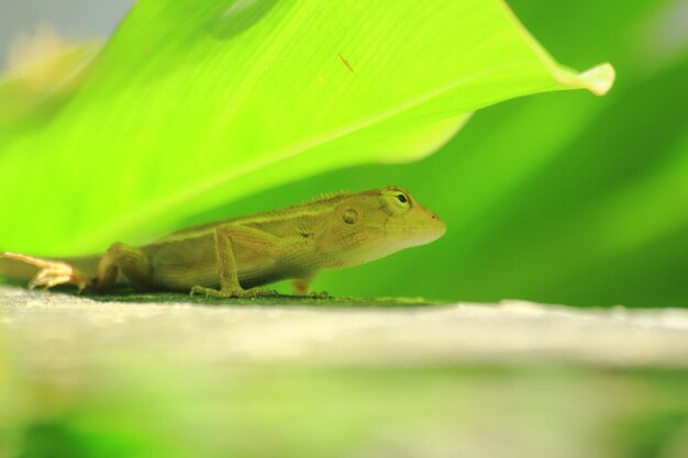 Close-up of lizard on leaf