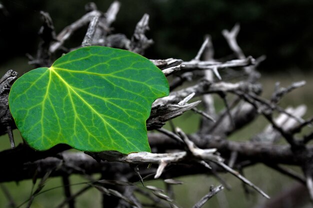 Foto prossimo piano di una lucertola sulla foglia