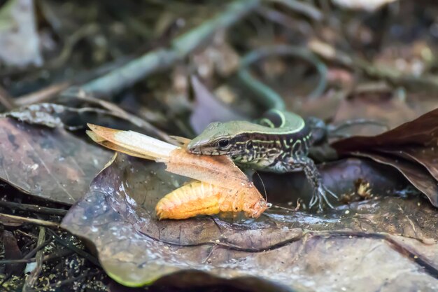 Close-up of lizard on leaves