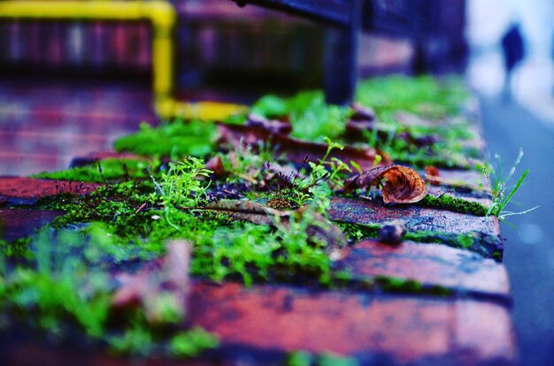 Foto prossimo piano di una lucertola sul muschio