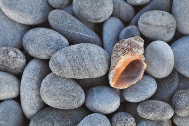 Photo close-up of lizard on pebbles