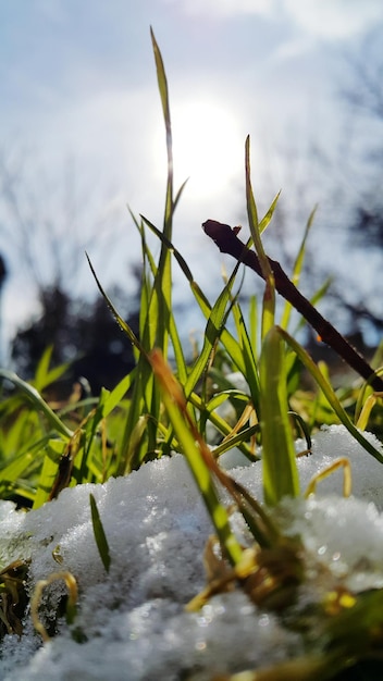 Foto prossimo piano della lucertola sulla pianta