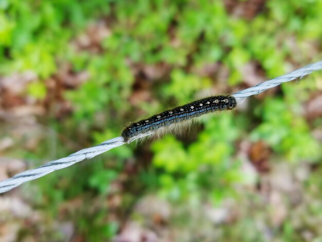 Close-up of lizard on plant