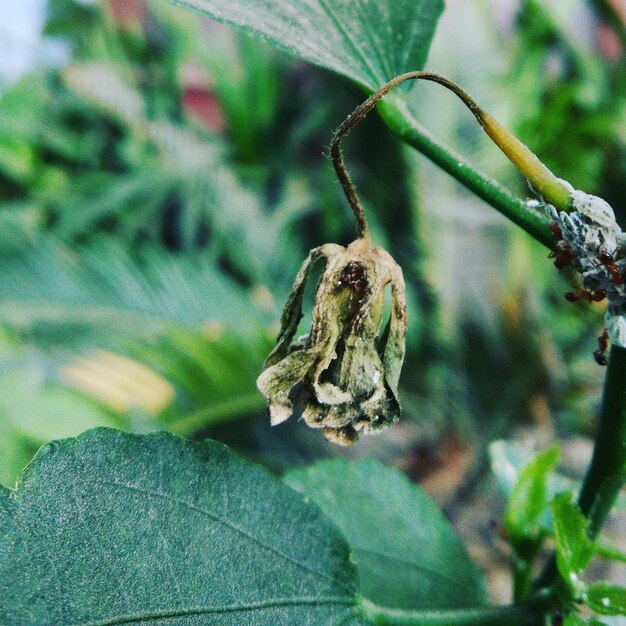 Close-up of lizard on plant