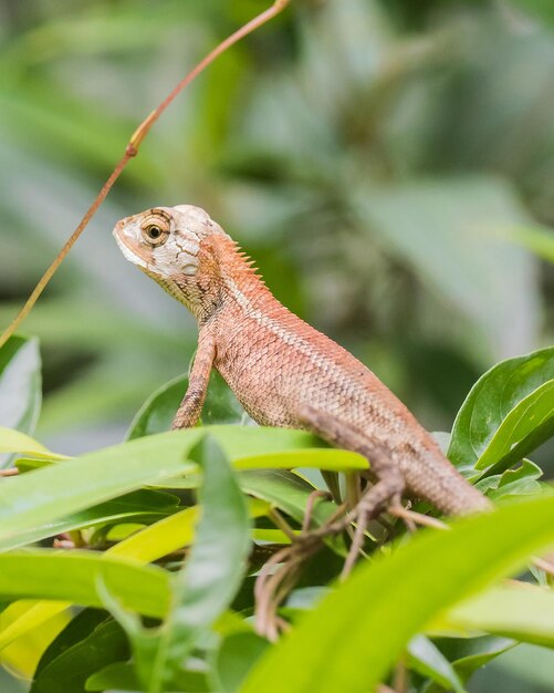 Photo close-up of a lizard on plant