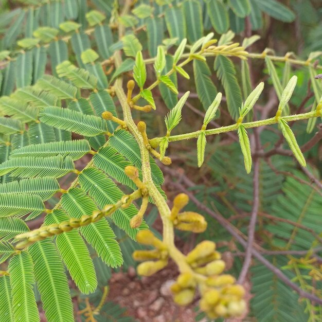 Close-up of lizard on plant