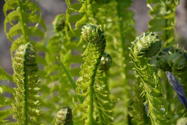 Photo close-up of lizard on plant