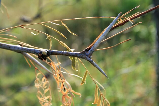 Photo close-up of lizard on plant