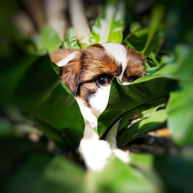 Close-up of lizard on plant